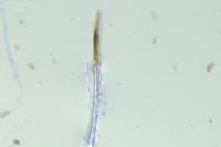 Cedestis subfasciella