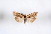 Eucosma cana