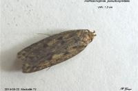 Hofmannophila pseudospretella