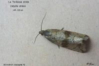 Celypha striana