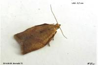 Clepsis consimilana