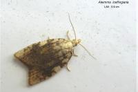 Aleimma loeflingiana