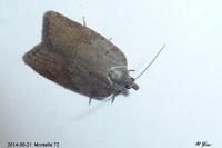 Acleris sparsana