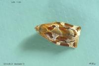 Archips xylosteana