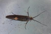 Esperia sulphurella