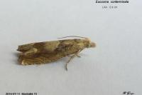 Eucosma conterminana