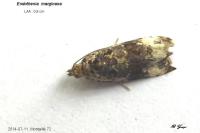 Endothenia marginana