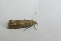 Pelochrista caecimaculana