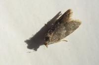 Cnephasia pasiuana