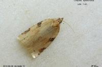 Clepsis spectrana