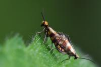 Micropterix tunbergella