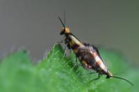 Micropterix tunbergella