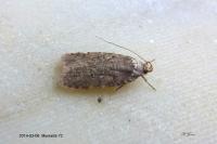 Agonopterix ciliella