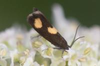 Pammene aurana