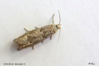 Pelochrista caecimaculana