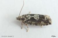 Zeiraphera isertana