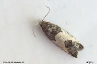 Spilonota ocellana