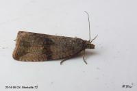 Celypha striana