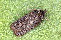 Agonopterix rutana