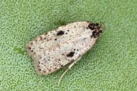 Agonopterix subpropinquella
