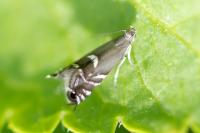 Glyphipterix simpliciella