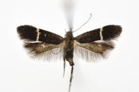 Aproaerema taeniolella