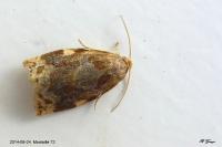 Archips xylosteana