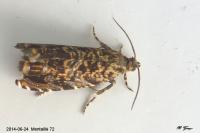 Enarmonia formosana