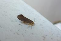 Crassa unitella