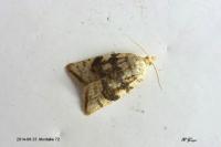 Aleimma loeflingiana