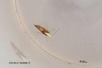 Argyresthia albistria