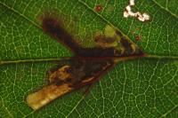 Ectoedemia erythrogenella