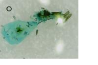 Grapholita orobana