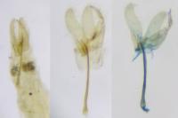Batrachedra parvulipunctella