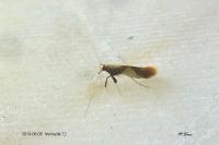 Caloptilia alchimiella