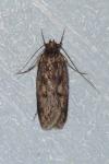 Hofmannophila pseudospretella