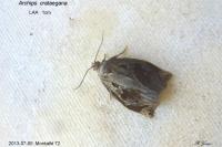 Archips crataegana