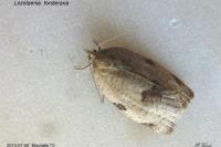 Lozotaenia forsterana