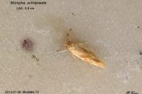 Mompha ochraceella