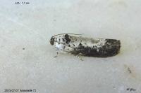 Hedya salicella
