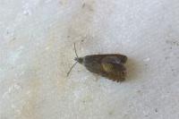 Dichrorampha plumbana