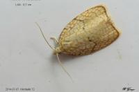 Acleris forsskaleana