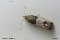 Spilonota ocellana