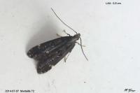Dichomeris alacella