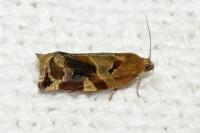 Archips xylosteana