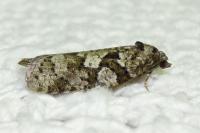 Cnephasia