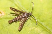 Pyropteron meriaeforme