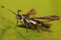 Pyropteron meriaeforme