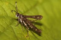 Pyropteron meriaeforme