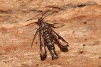 Pyropteron meriaeforme